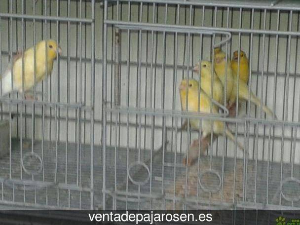 Cria de canarios en casa Villaseca de Henares?